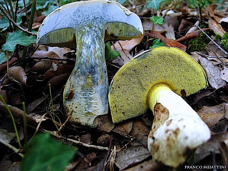 Boletus radicans e B. lupinus